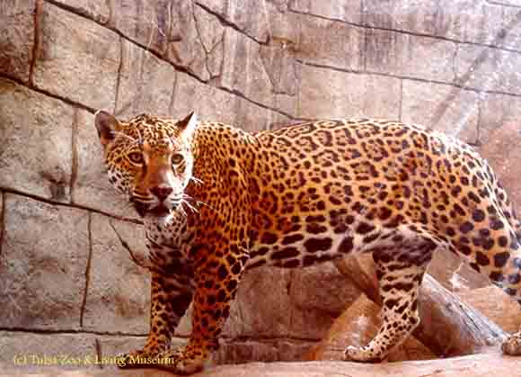 Sp jaguar yba